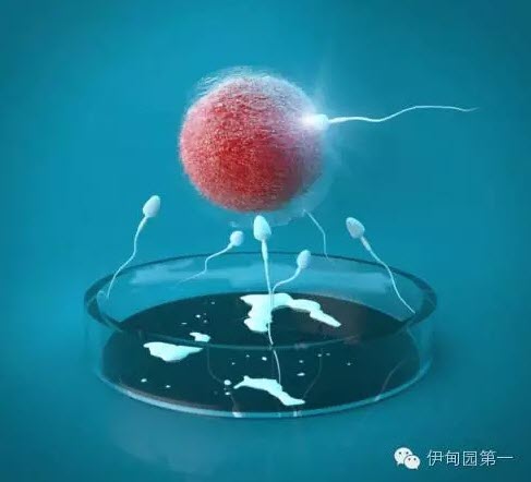 这五种食物在供卵试管婴儿期间和供卵试管婴儿移植后不能吃!