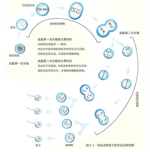 选择通化做供卵试管婴儿周期需要多长时间？北方大学通化供卵试管婴儿技术