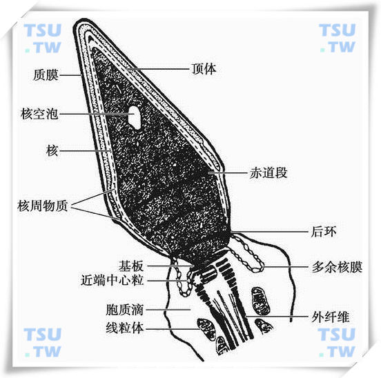 体外胎停后备孕要做这3件事