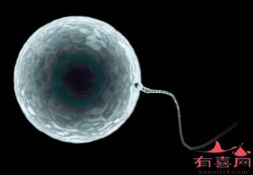 第三代借卵做试管婴儿的长方案是什么意思，流程是什么