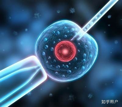 供卵试管婴儿胚胎移植后我必须一直躺着吗？