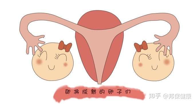 浙江省人民医院做供卵试管公立不用等费用是多少？(2022年杭州找卵子费用参考)