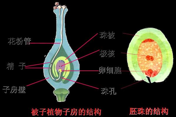 优质可靠的吉林长春做供卵试管婴儿