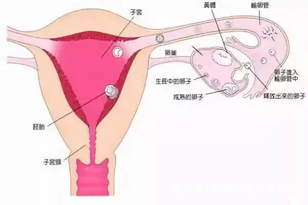 卵巢早衰的8大征兆坤灵丸