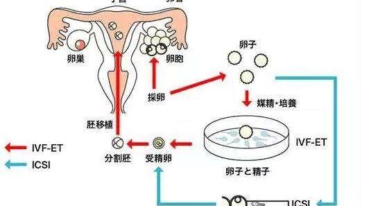 谁知吉林哪里有做借卵试管代生机构