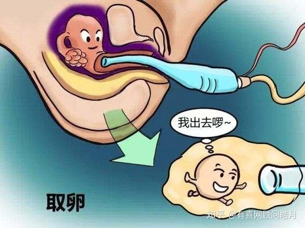 可以做试管代怀移植后胚胎能在体内存活几天
